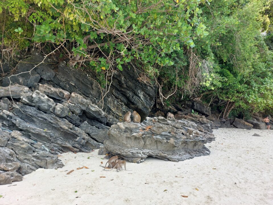 Monkey beach Phi Phi islands